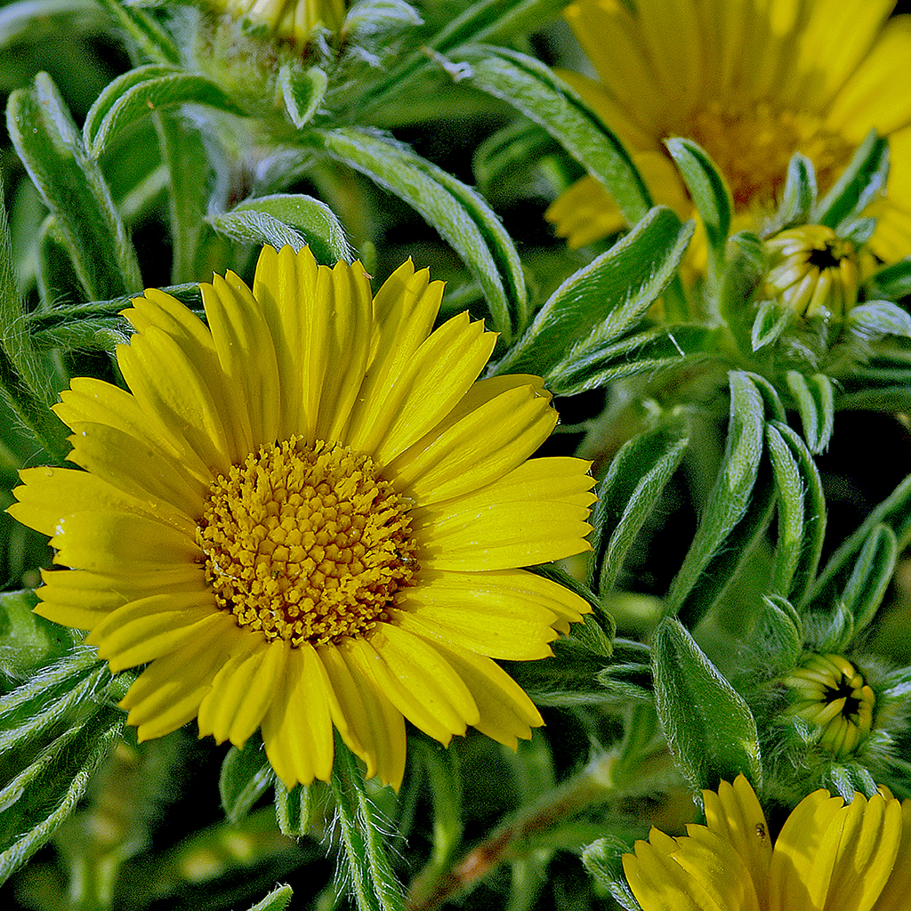 FIORITURE MEDITERRANEE (16).JPG